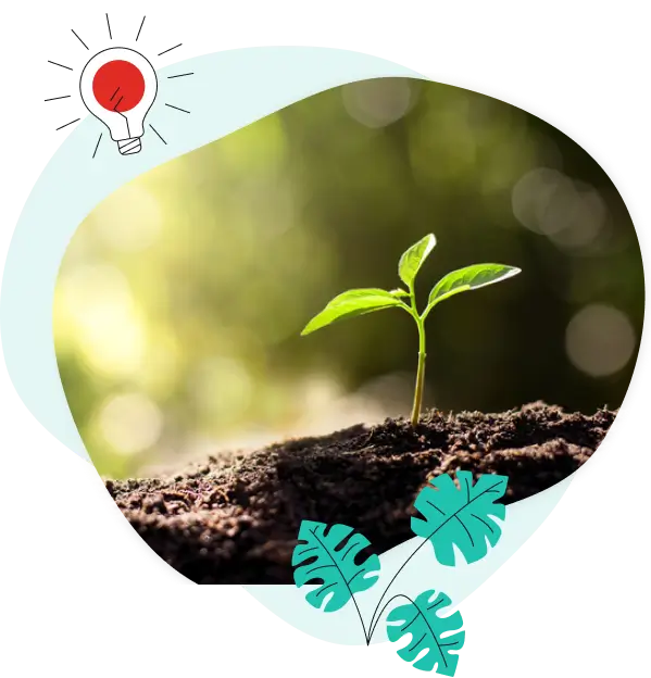 the seed sprouting
