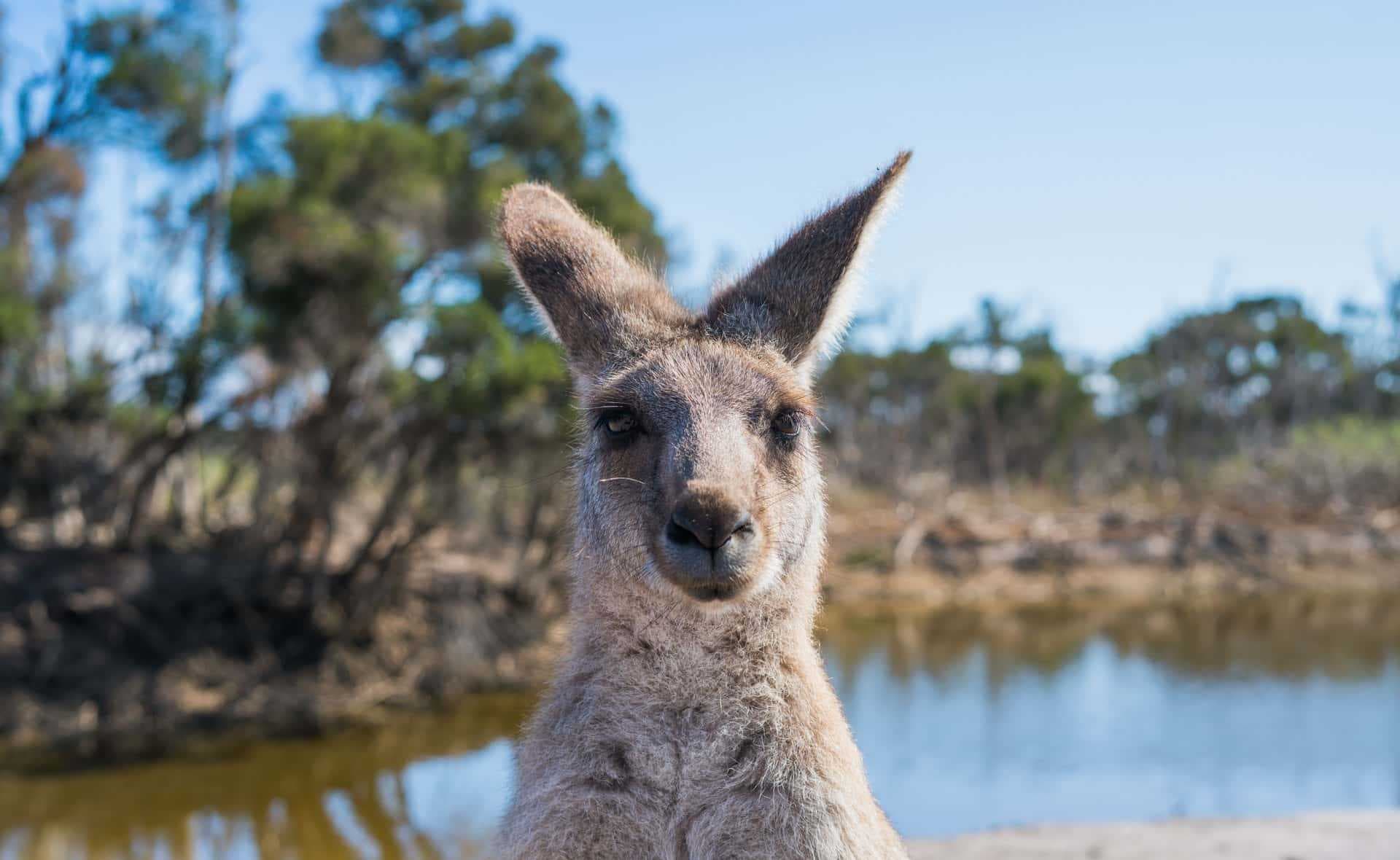 How to Write an Australian-style Resume?